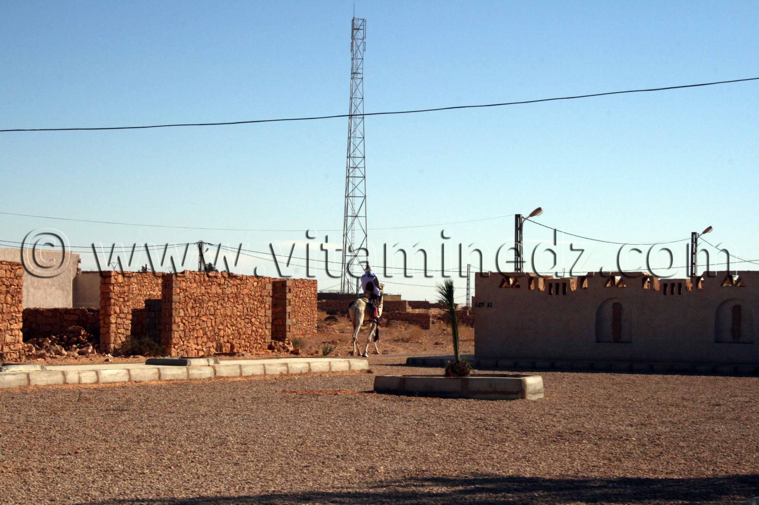 Chamelier à Mansoura, Commune Au Sud de Ghardaïa