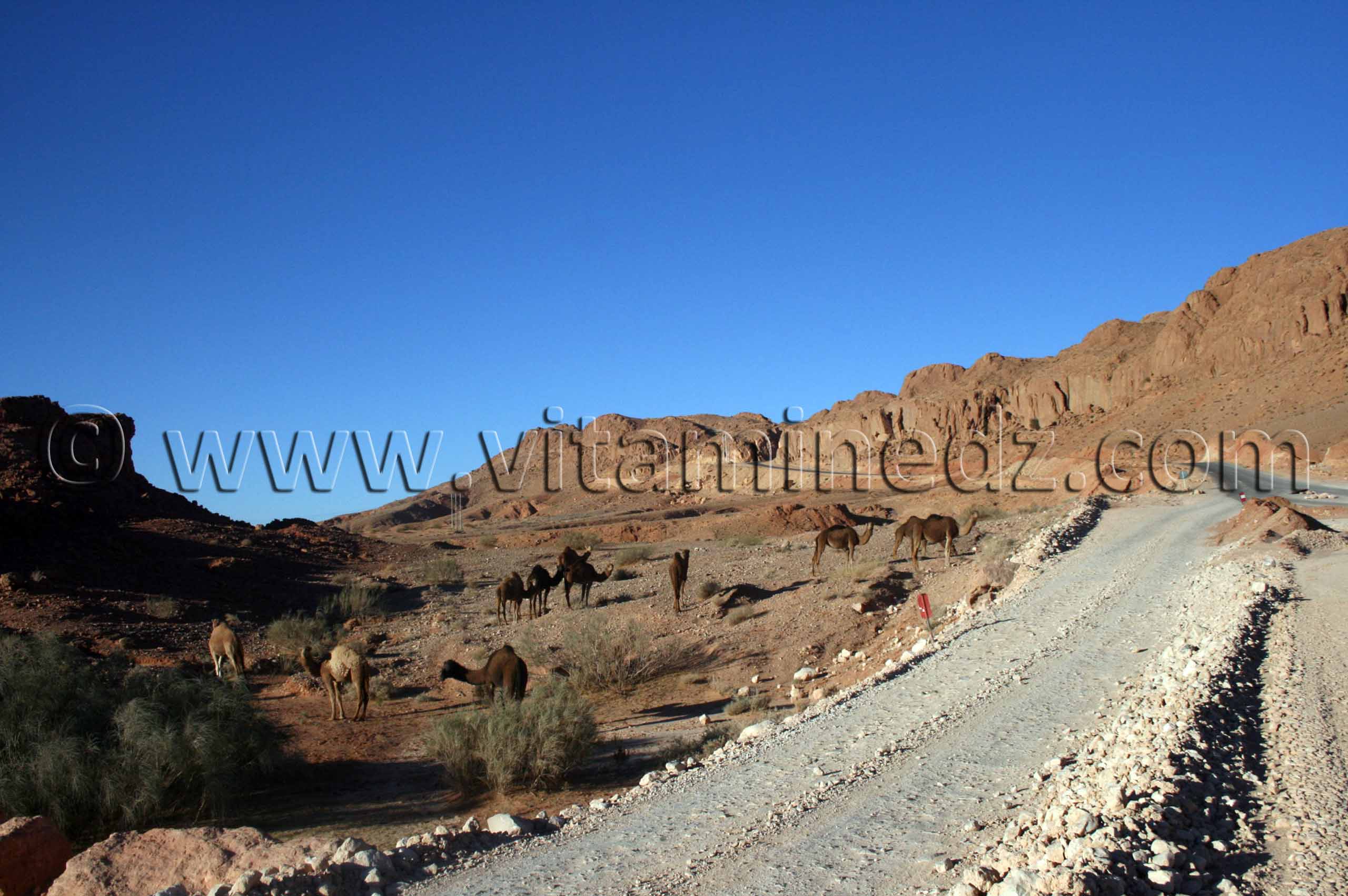 Brezina, chameaux en paturage