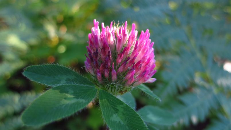 Peut-on dépolluer les sols avec des plantes ?