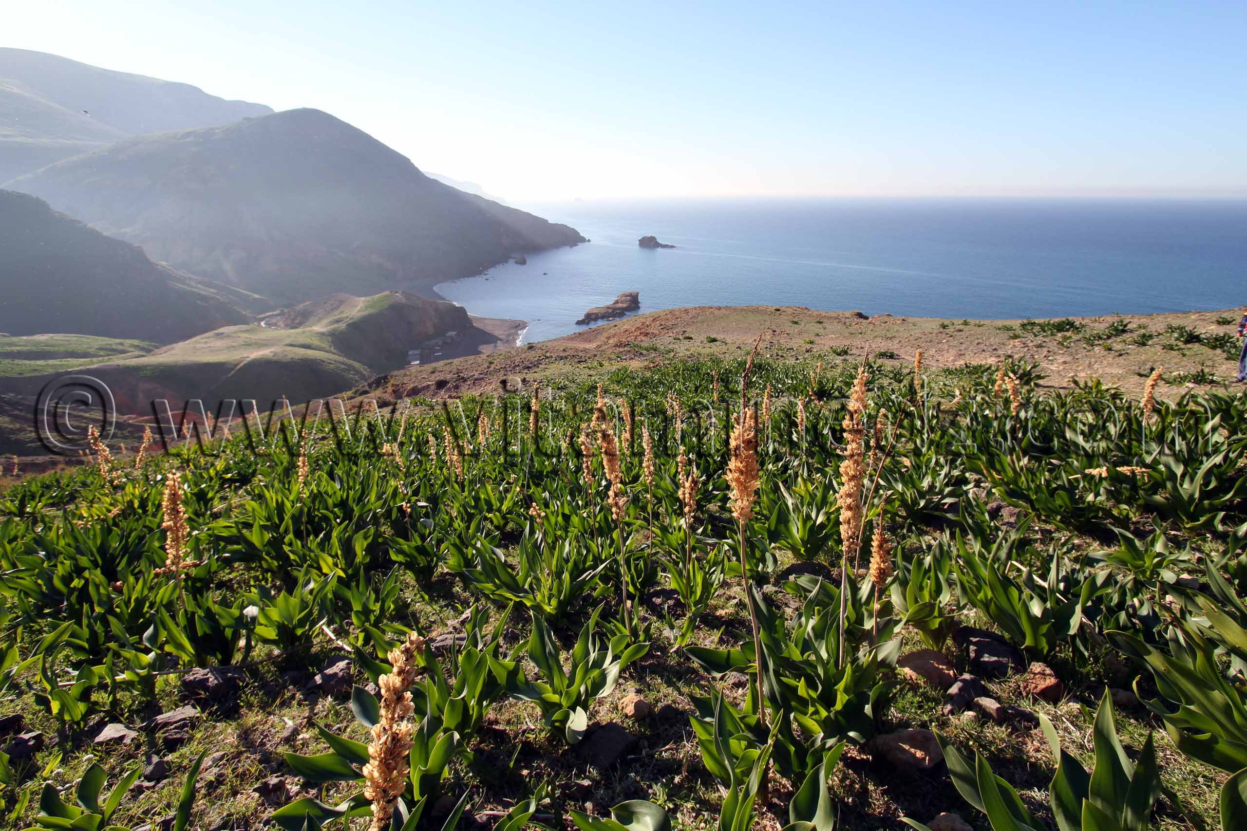 Plantes sauvages Plage de Zouanif