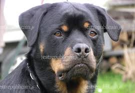 Bordj El Kiffan (Alger) - Un Rottweiller tue un enfant de 11 ans: Ces chiens qui sèment la panique