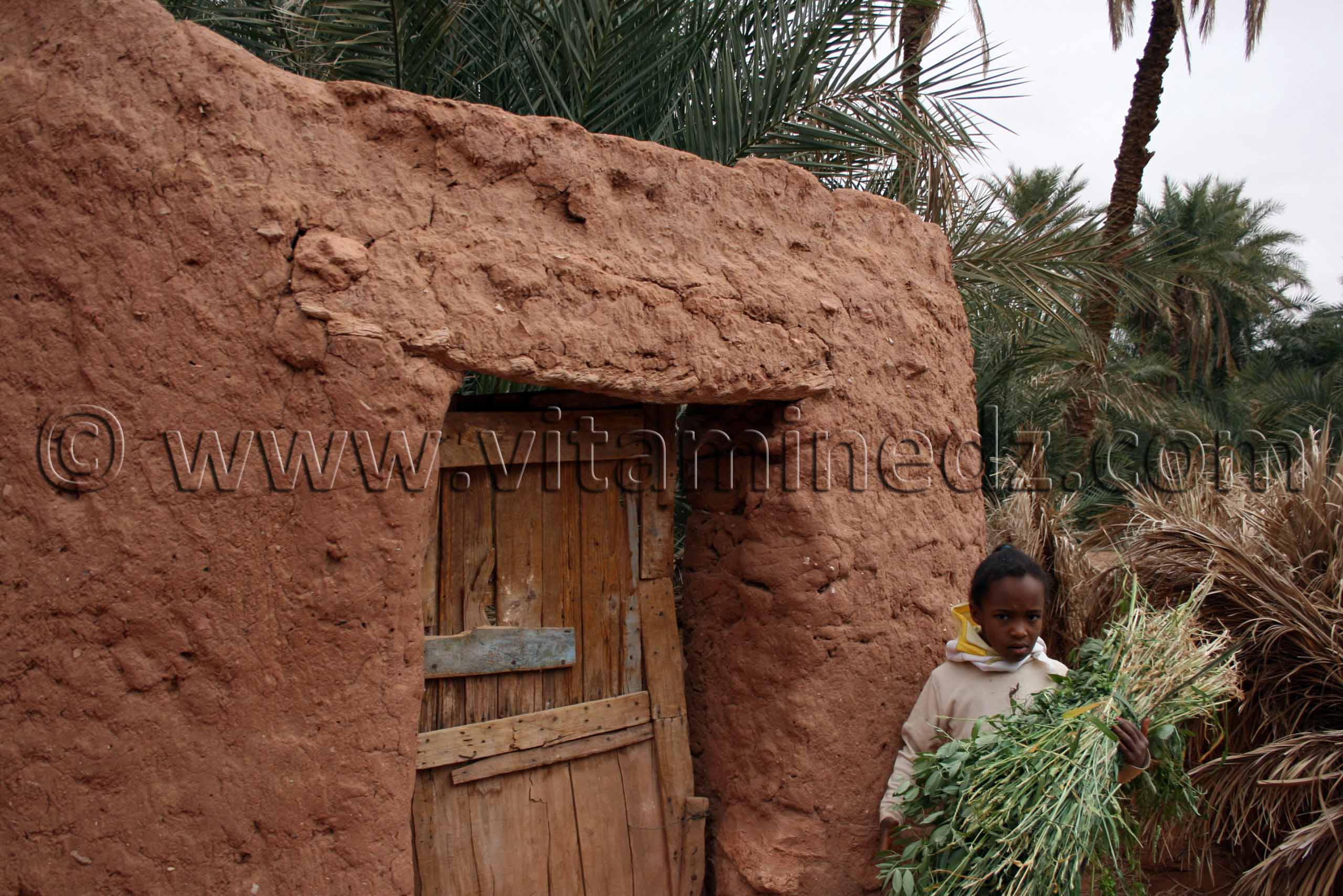 Jardins de Kali, Commune de Ouled Said, wilaya d'Adrar