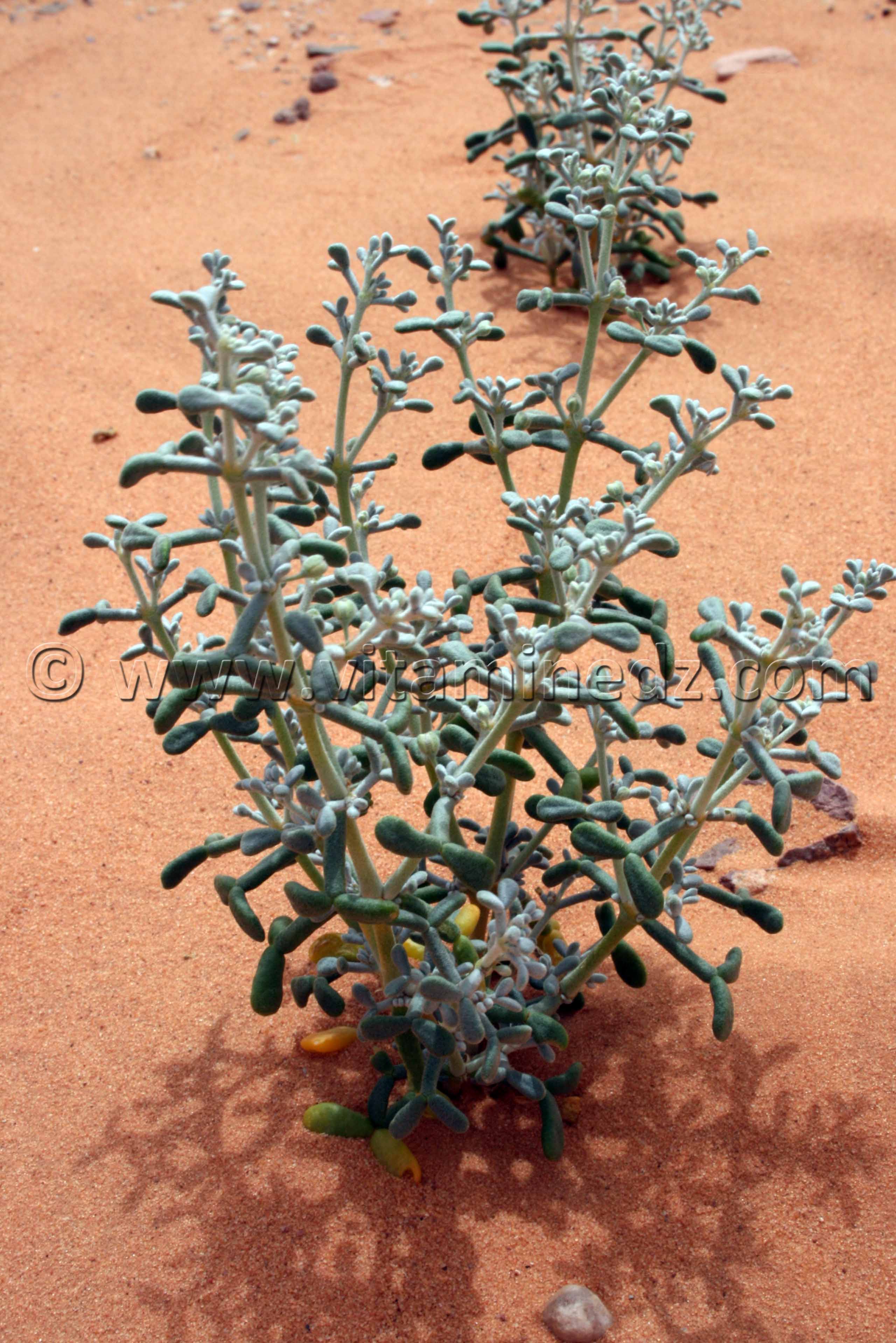 Plante du desert