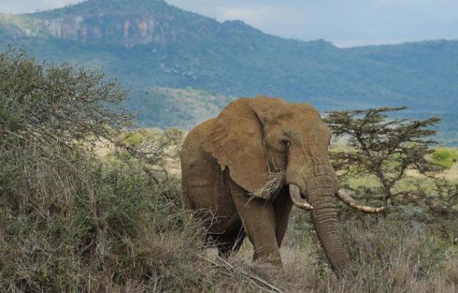 Planète - En Afrique, le crime organisé décime les éléphants