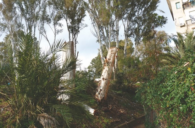 Cela se passe à Alger:  Massacre à la tronçonneuse d’eucalyptus centenaires