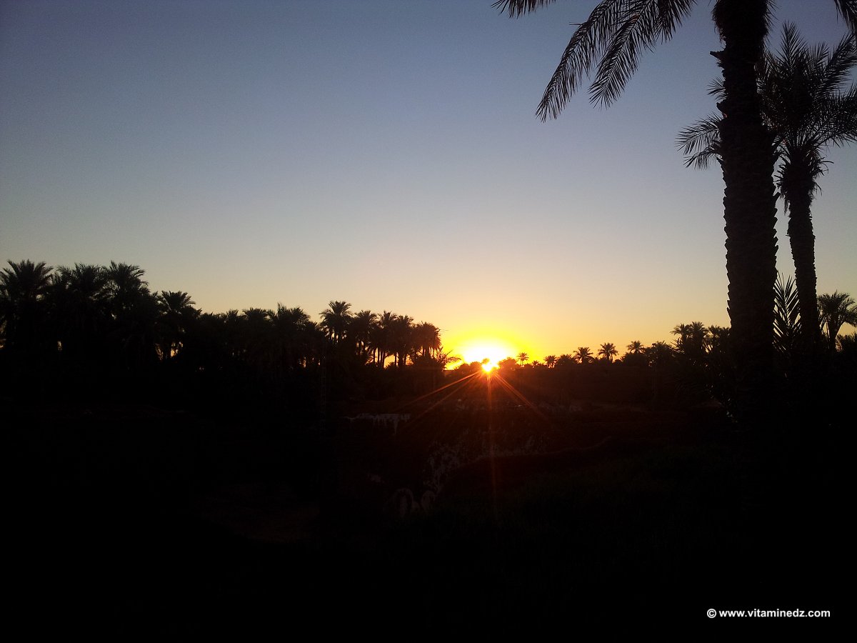 Gourara, Timimoun : Lever de soleil sur la palmeraie de Guentour