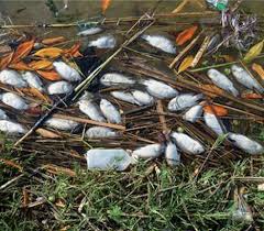 Barrage de Béni haroun à Mila:  Polémique autour de la pollution des eaux