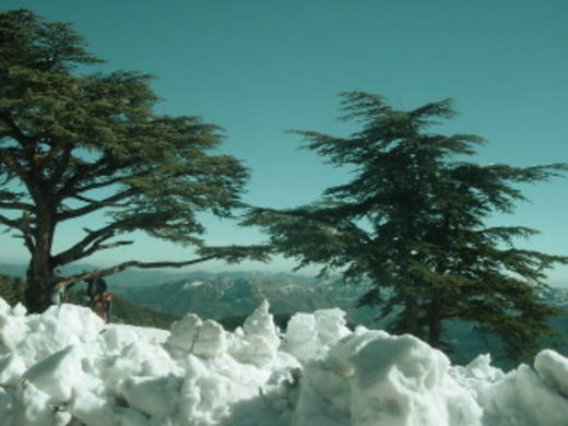 Virée sur les monts blidéens: Chréa, entre beauté de la nature et abandon