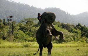Planète - Indonésie: des «éco-guerriers» à dos d'éléphants protègent forêts et espèces en danger