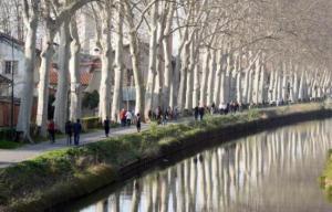 Planète - Canal du Midi (France): un demi-million d'euros recueillis pour sauver les platanes