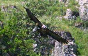 Planète - France:  L'armée française va ménager le gypaète barbu, rapace en danger