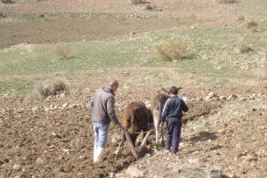 Vu à M’sila -  Tant qu’il y aura des hommes… L'âne sera au RDV avec le laboureur