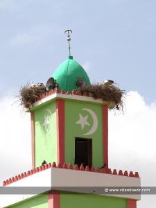 Minaret  Les cigognes l\'Algérie leur pays naturel