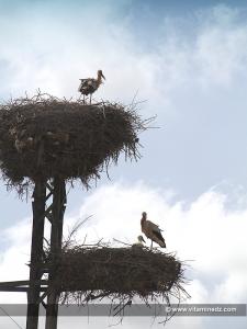 Poteaux électriques  Les cigognes l\'Algérie leur pays naturel