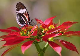 جمال الطبيعة