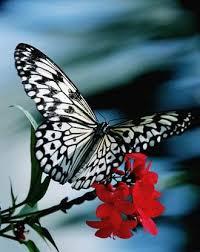 جمال الطبيعة