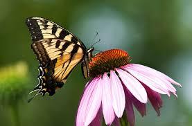 جمال الطبيعة