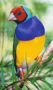 اجمل  الصور