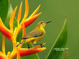 اجمل  الصور