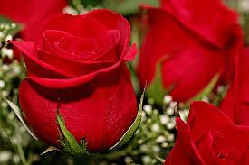 اجمل  الصور