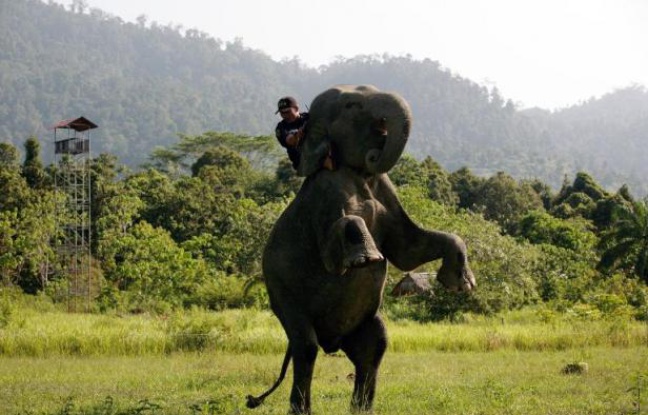 Planète - Indonésie: des «éco-guerriers» à dos d'éléphants protègent forêts et espèces en danger
