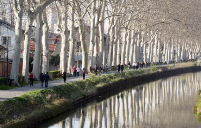 Planète - Canal du Midi (France): un demi-million d'euros recueillis pour sauver les platanes