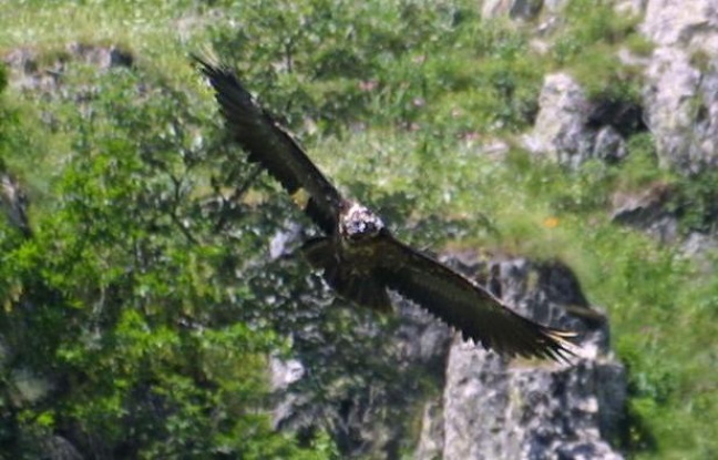 Planète - France:  L'armée française va ménager le gypaète barbu, rapace en danger