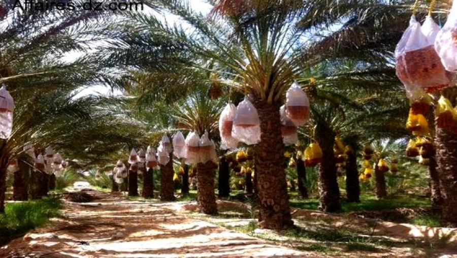 Ouargla - Nécessité de créer des associations et coopératives de jeunes pour promouvoir la phoéniciculture