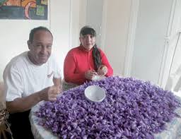 Ibn Badis (Constantine) - Louiza et Mustapha Aknouche, SAFRANIERS: La belle aventure des pionniers de l’or rouge