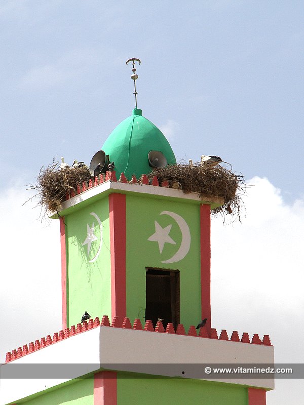 Minaret  Les cigognes l'Algérie leur pays naturel