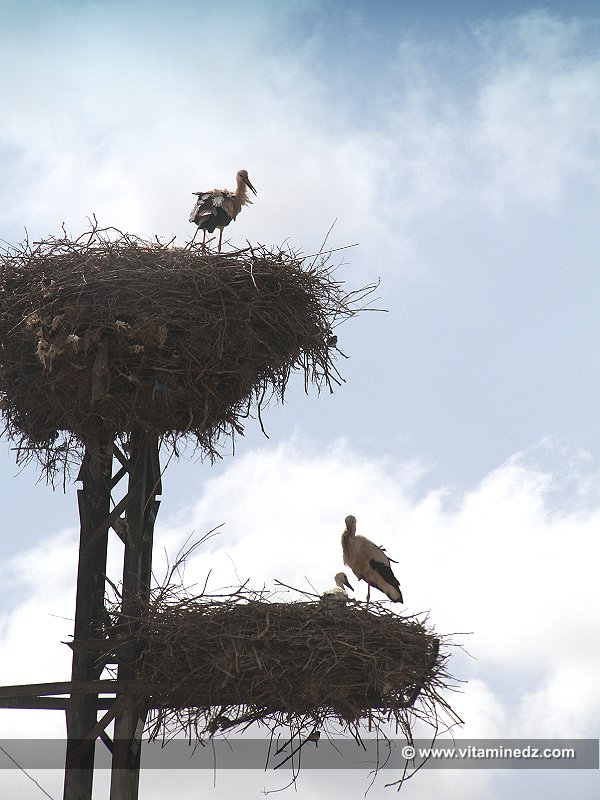 Poteaux électriques  Les cigognes l'Algérie leur pays naturel