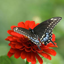 جمال الطبيعة