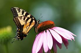 جمال الطبيعة