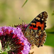 جمال الطبيعة