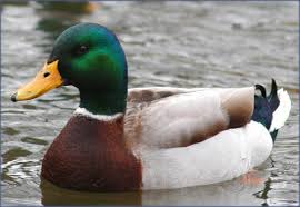 جمال الطبيعة