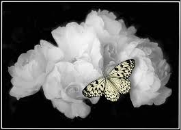 اجمل  الصور