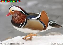 اجمل  الصور