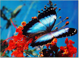 اجمل  الصور