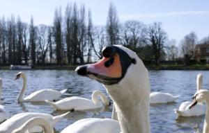 Planète - Le massacre des cygnes new-yorkais n’aura (peut-être) pas lieu