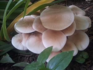Champignons dans mon jardin, toxiques ou comestibles?