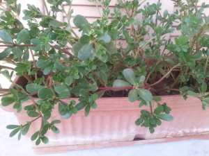 Le Pourpier, Pourpier maraîcher ou Porcelane (Portulaca oleracea)