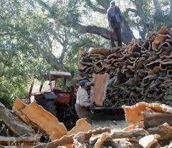Exploitation du liège à Jijel:  La filière subit les contrecoups du manque de main d’œuvre