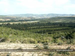 Orangeraies des Beni Ghename (Ain Temouchent)