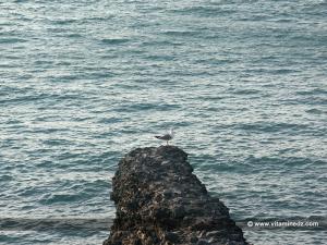 Madrid Plage, Béni Saf, tourisme