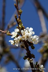 Tlemcen  Floraison de Cerisiers de la région de Mefrouche