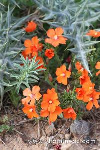 Tlemcen  Flore sauvage de la région de Mefrouche