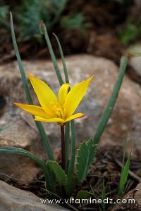 Tlemcen  Flore sauvage de la région de Mefrouche