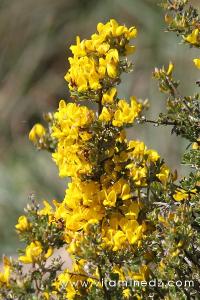 Tlemcen  Flore sauvage de la région de Mefrouche