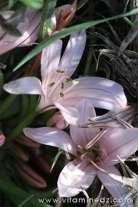 Tlemcen  Flore sauvage de la région de Mefrouche