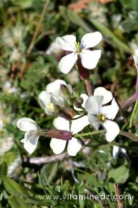 Tlemcen  Flore sauvage de la région de Mefrouche